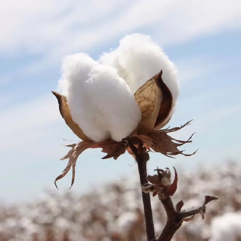 cotton
